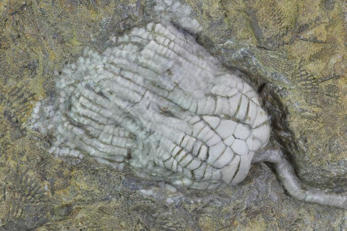 Crinoid Crown (Zeacrinites) Fossil - Anna, Illinois #94749